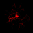 arcthys